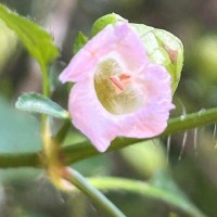 Strobilanthes glandulata Nilanthi et al.